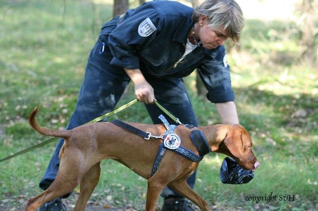 Mantrailing Warnweste NEU! in Altona - Hamburg Osdorf